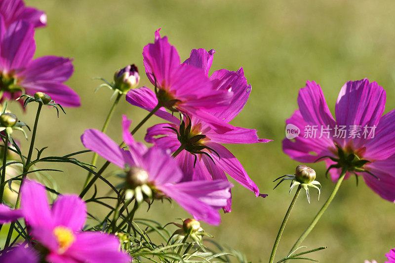 粉红色的Cosmos bipinnatus花